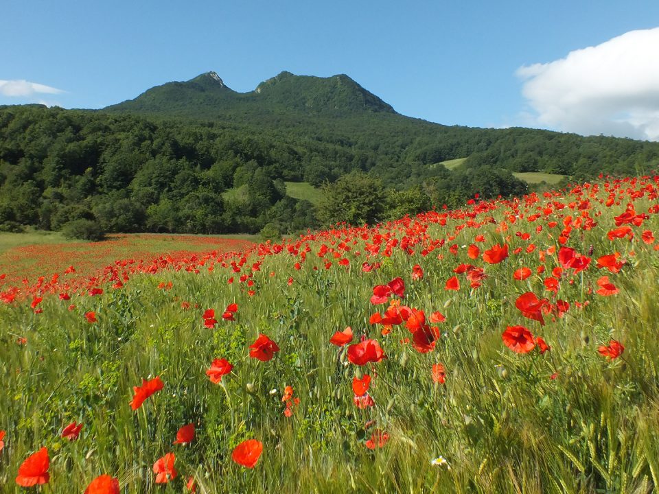 Biodiversità - Peperone Dolce di Altino