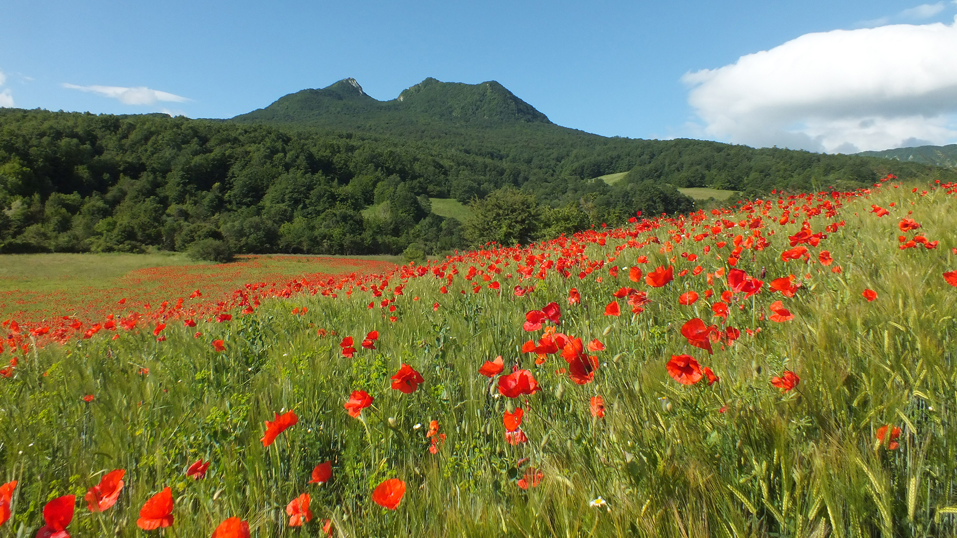 Biodiversità - Peperone Dolce di Altino