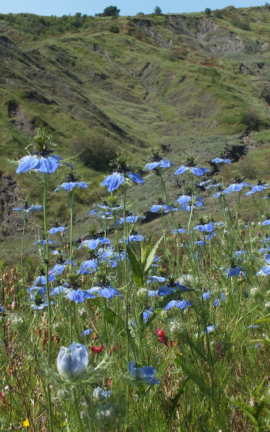 Biodiversità - Peperone Dolce di Altino