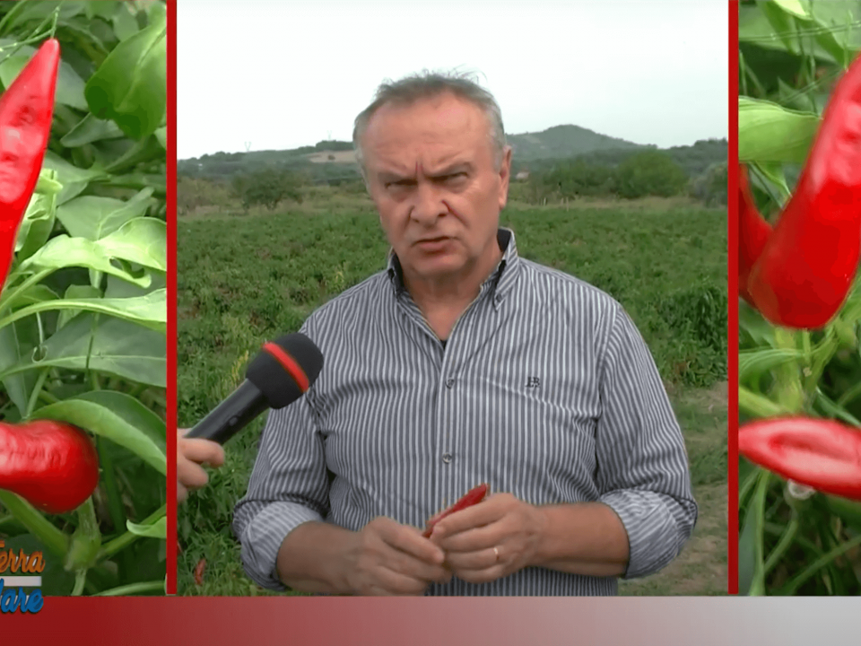 Abruzzo dalla Terra al Mare - Peperone Dolce di Altino